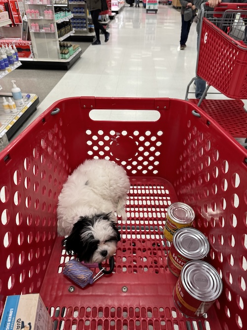 A little fluffy muppet looking white and black dog in a red Target shopping cart