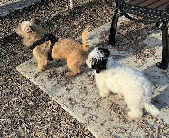 A white and black small breed dog standing behind a tan wire hair small breed dog next to a bench