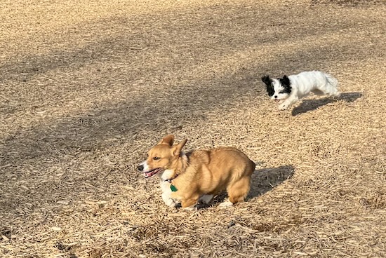 A white and black dog chasing a tan dog who are both running