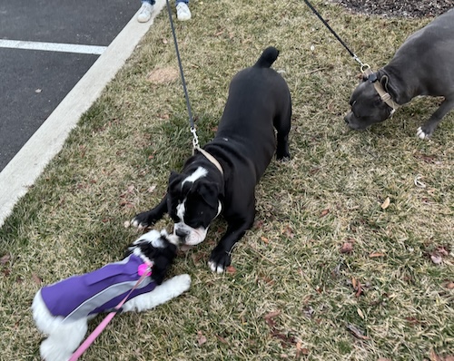 A bulldog play bowing at a little dog while a Bully watches from a distance