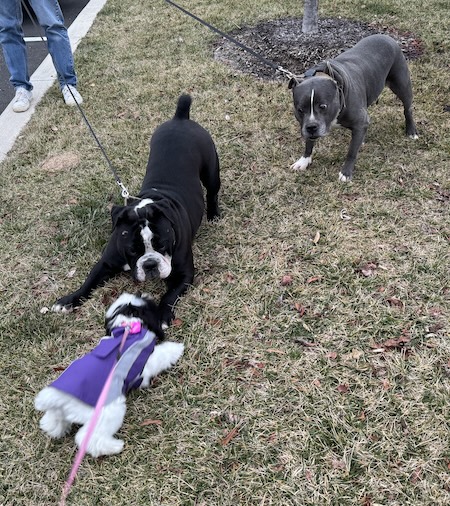 An American Bully wide eyed at two dogs playing