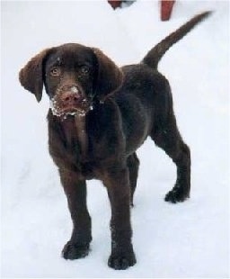 A chocolate Labrador Retriever puppy is standing in snow with snow all over its face.