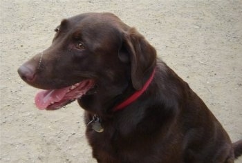 Upper body shot - A chocolate Labrador Retriever is wearing a red collar sitting in sand and looking to the left. Its mouth is open and tongue is out. There is a line of drool over its snout.