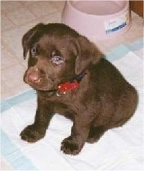 A small chocolate Labrador Retriever puppy is sitting on a pee pad and looking forward. There is a pink water dish behind it.