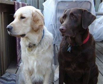 A Chocolate Lab is sitting on a wooden deck next to a Golden Retriever. They are looking to the left. There are chairs covered in plastic behind them