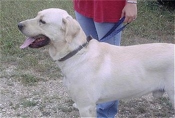 The upper half of a yellow Labrador Retriever is standing in grass with a person in a red shirt and blue jeans holding its leash standing next to it.