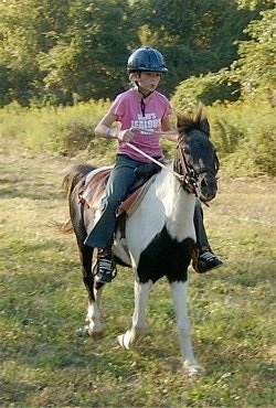 A girl in a pink shirt and a blue riding helmet is riding a brown and white with black pain Pony. They are coming to a stop.