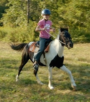 Action shot - A girl in a pink shirt and blue riding helmet is riding a brown and white paint pony.