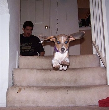 Max the Beagle puppy in mid-air jumping down a small seat of stairs. There is a person watching him in the background