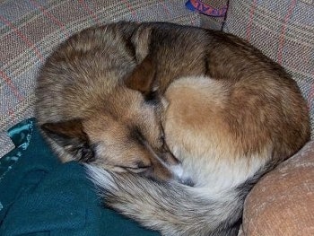 A brown with white and black Alaskan Husky is curled up in a circle, on a couch and on a blanket