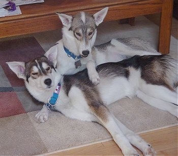 The left side of a black with white Alaskan Husky that is laying on a blanket in front of a coffee table and behind it is a white with tan Alaskan Husky that is sitting.
