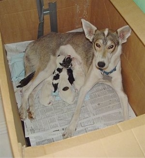 The right side of a white with tan Alaskan Husky that is laying against the back of a whelping box her litter of puppies