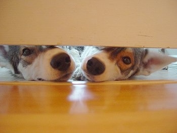 Two Alaskan Huskys are sniffing under a door