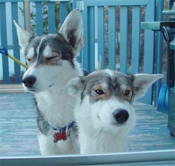 Two Alaskan Huskys are standing on a wooden porch with a grill behind them.