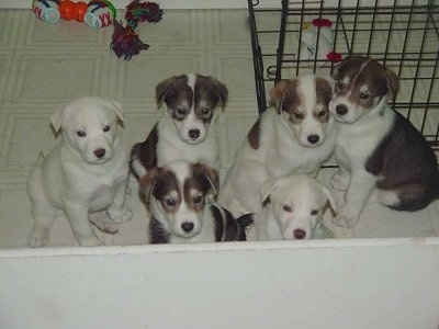 A litter of six Alaskan Husky puppies sitting on a tiled floor with a cage behind them