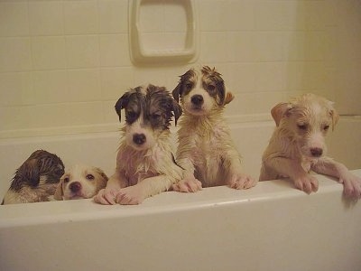 Five wet Alaskan Husky puppies are in a bath tub