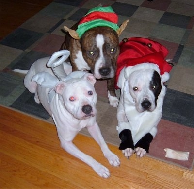 Three Pit Bull Terriers dressed in costumes. Left - wearing angel wings and a halo. Middle - Elf ears and an elf hat. Right - Santa jacket and beard