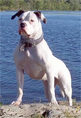 The front left side of a white with black American Bulldog that is standing across a rock and there is a body of water behind it.