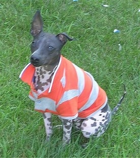 The front left side of a American Hairless Terrier that is wearing a striped orange and gray shirt sitting on a lawn.
