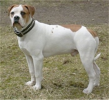 The left side of a white with brown American Bulldog that is standing across grass in a field and it was looking forward.