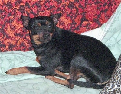 The back left side of a black with brown Rat Pinscher that is laying across a couch and it is looking forward.