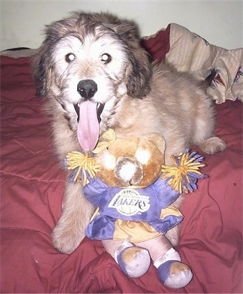 A tan with white Aussiedoodle Puppy, with its mouth open and its tongue out, is laying on a bed with a lakers cheerleader bear plush toy.