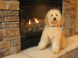The front left side of a cream colored Australian Labradoodle that is sitting next to a fireplace and it is looking forward.