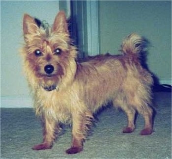 The left side of a tan Australian Terrier that is standing on a carpet and it is looking forward.