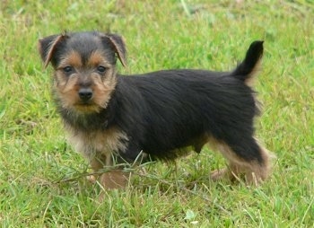 The left side of a black with brown Australian Terrier puppy that is standing on grass and it is looking forward.