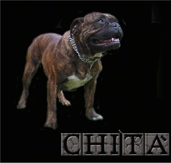 Full body shot of a Buldogue Campeiro photoshopped onto a black background with the words 'CHITA' overlayed