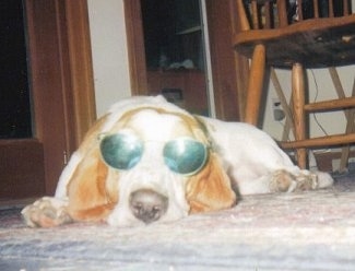 Betty the Basset Hound laying on the ground while wearing a pair of sunglasses