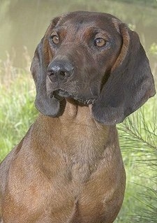 Close Up - Baby the Bavarian Mountain Scent Hound sitting outside