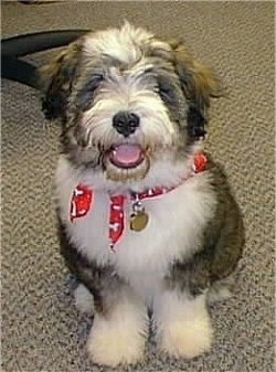 Baxter the Bearded Collie puppy wearing a red bandana sitting on a carpet with a chair behind him