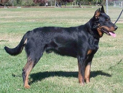 Left Profile - Leo the Beauceron standing in a field with its mouth open and tongue out