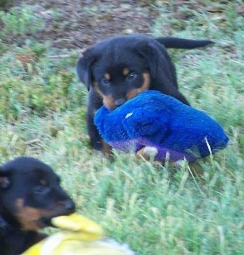 Two Beauceron puppies playing outside each with a plush toy
