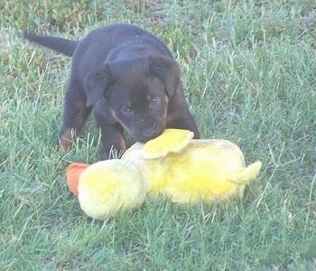 Beauceron Puppyoutside with a plush duck toy