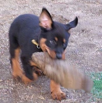 Beauceron Puppy moving across lawn with a plush toy in its mouth