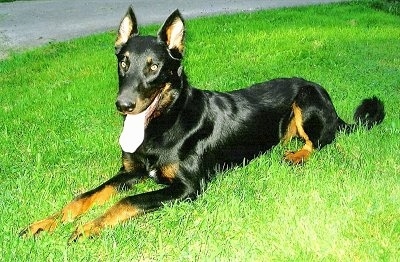 Haunter the Beauceron laying on grass with his mouth open and tongue out