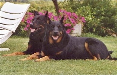 Max and Nina the Beaucerons laying outside with there mouths open and tongues out