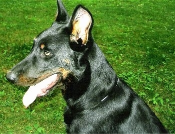 Close Up Right Profile - Haunter the Beauceron sitting in grass with his mouth open and tongue out