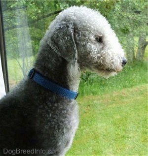 Bedlington Terrier looking out of a window