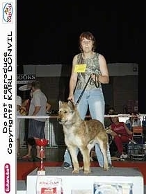 Anoebis the Belgian Laekenois standing on a show dog stand with a person holding its leash