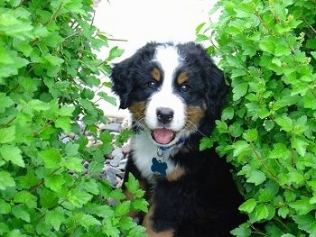 Boone the Bernese Mountain Dog puppy sitting in between two bushes