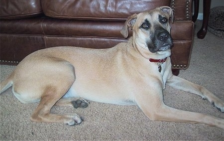 Ace the Black Mouth Cur laying on a carpet against a brown leather couch