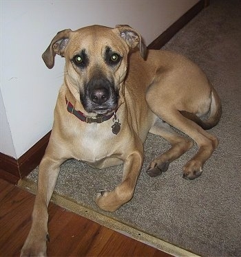 Ace the Black Mouth Cur laying on a carpet against a wall with one paw on the begining of a hardwood floor