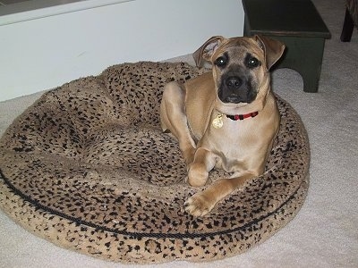 Ace the Black Mouth Cur puppy laying on a round leopard dog bed