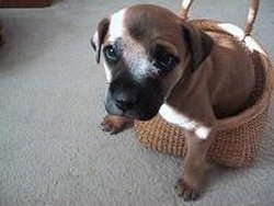 Close Up - Ace the Black Mouth Cur puppy sitting in a basket