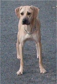 Dinkus the Black Mouth Cur standing on a black top surface