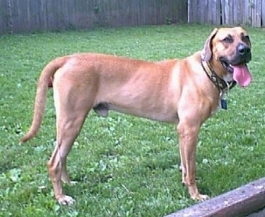 Buck the Black Mouth Cur, with his mouth open and tongue out, standing outside in the lawn with a wooden fence in the background