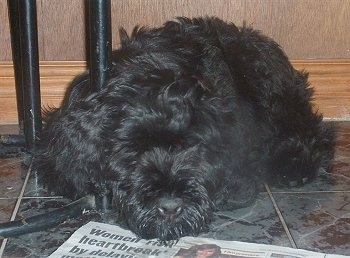 Black Russian Terrier puppy laying on a tiled floor in front of a newspaper